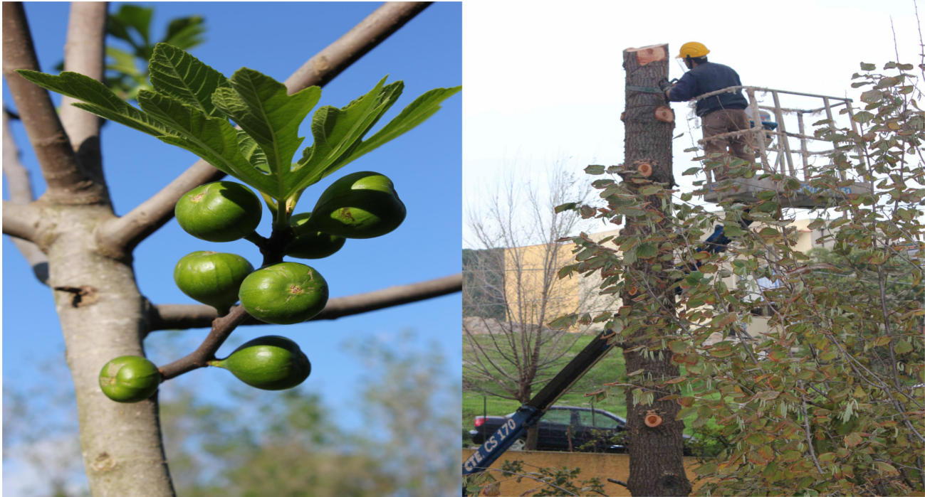 POTATURA_PIANTE_DA_ESTERNA_FRUTTO_VIVAIO_PUNTO_VERDE_DI_IVAN_PISANO_NUORO.JPG